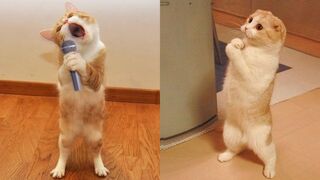 Funniest Animals - Best Of The 2023 Funny