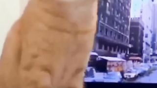 Best funny video with animals ????