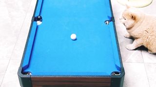 Cat Play Pool