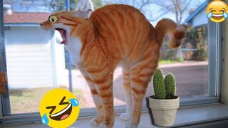 Try Not To Laugh Cats and Dogs Videos ???? - Funniest Animals Compilation 2023 ????