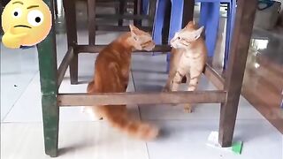 Cats_Fighting_and_Meowing_-_These_Two_are_Bloody_Brothers___