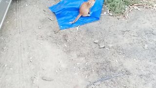 Cute funny orange kitten