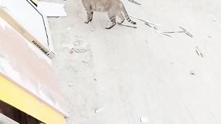 Funny tabby cat video