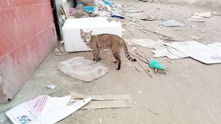 Funny meowing tabby cat