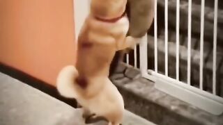 Episode 1 try not to laugh haha.. funny animal videos