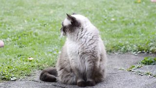 Cat Funs