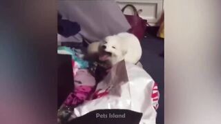 Funniest Dog Fails 2023???????? - Caught On Camera! | Pets Island