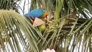 Parrot drinks coconut