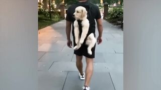 Cute Dogs And Cats Ep.1