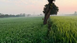 Beautiful green view