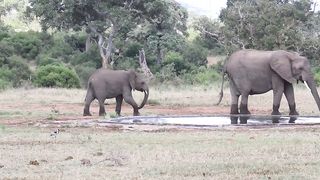 exciting morning with animals arriving at the water hole