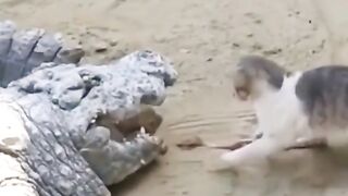 Funny video 639