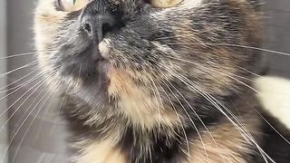 КОТКИ 7