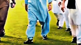 Real Lion