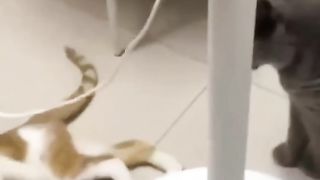 FUNNY ANIMAL WORLD 2023 CAT AND DOG 2