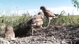 FLAGRANTES INCRÍVEIS DAS AVES NA NATUREZA | FILHOTES E PAIS | SOM RELAXANTE DA NATUREZA AO FUNDO