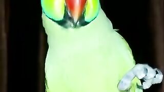 Parrot talking 3