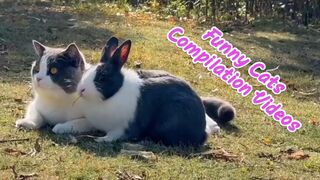 Funny cats compilation videos funny cats and dogs video... #funny #viral #febspot