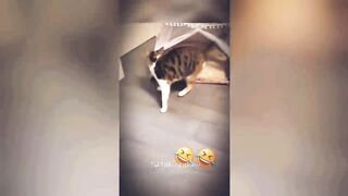 Funny animals 40