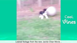 Try Not To Laugh Challenge - Funny Cat & Dog Vines compilation 2017 4