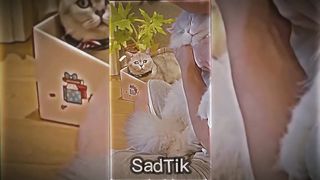 ???? SAD TIKTOKS MOMENTS COMPILATION..???? BEST SAD SIGMA????