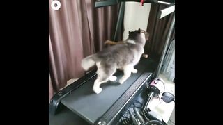 Funny dogs on trademil