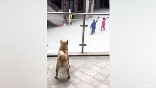 Funny and Cute Animals