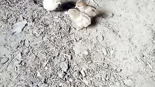 Lovely chicks