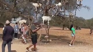 Most funniest goats on the tree#viral#amizing