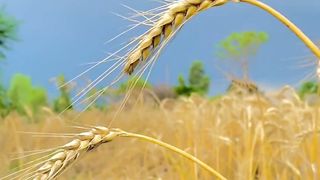 Village  of pakistan and Wheat