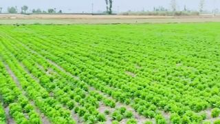 Beautiful fields of Pakistan