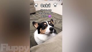 The Best DOG Videos! ???? Hilarious Dogs Compilation! ????
