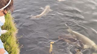 Feeding fish in a pond