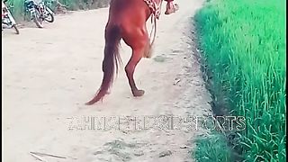 #best#race#of#hoerses#on#rood#2023#pakistan#videos#best #videosof#horses #of#Pakistani#Culture#ahmad