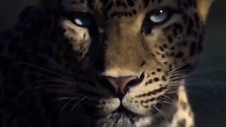 Tiger 5