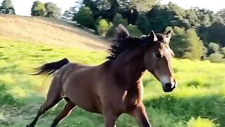 Horse X Nature ????