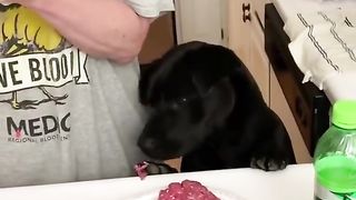 Funny Things Tik Tok ~ Cutest Puppies TIKTOK Compilation ~ Fluppy