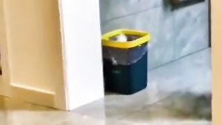 #8 Funny Animal Videos 2022 Best Dogs And Cats Videos