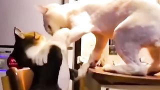 #10 Funny Animal Videos 2022 Best Dogs And Cats Videos