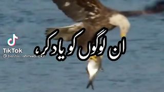 Pashto Sheona
