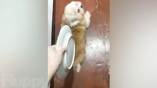 Compilation of the Cutest Doggos! ???????? Who doesn't love watching cute Dogs_ ????.