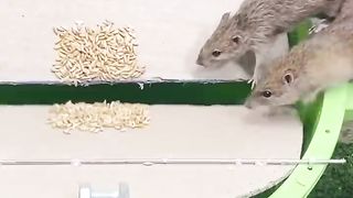 New Mouse trapr