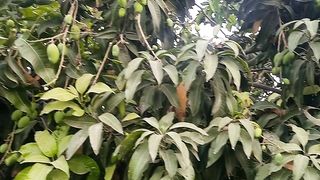 Mango plant