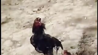 Mera Aseel fighter murga Jeet Gaya