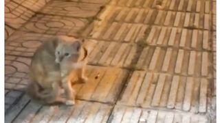 How Cats React When Seeing Stranger 1st Time - Running or Being Friendly 2