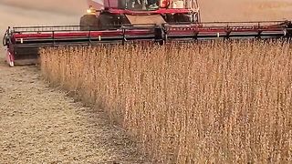 #agronomia#agricultura #safra#grupomattei #agricola #jovensdalavoura#agriculturabruta#agro#anacastela#caseih#jonhdeere#agriculture #soja#colheita