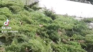 ЕЗЕРОТО В ПАРКА НА САНДАНСКИ