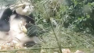Kung Fu Pandae 2 live action.