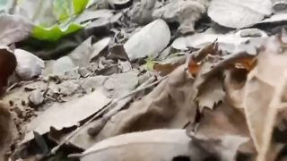 Farming #short #viral #popular #shorts