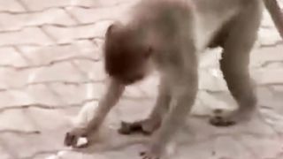Funny Animals 13